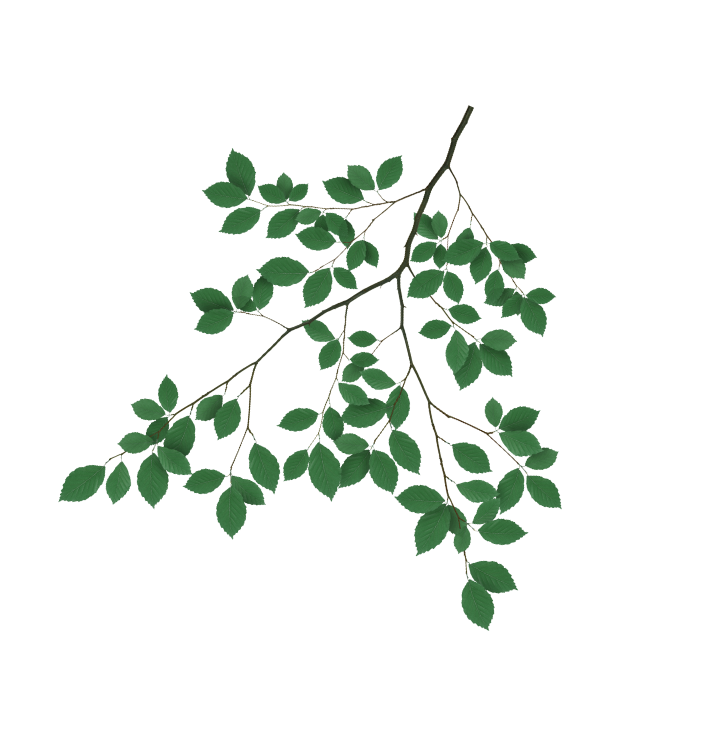 side leaf image